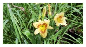 HEMEROCALLIS x 'Black Eyed Stella'